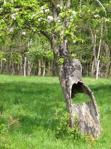 Ciekawe drzewo w Słowińskim Parku Narodowym w Łebie